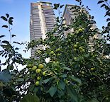 ONE BEDROOM CONDO WITH SPECTACULAR DOWNTOWN VIEW