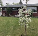 Full Haysboro house with fenced backyard