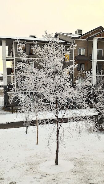 Calgary 2 + Den bedrooms Condo Unit for rent. Property photo: 528521-2