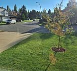 Bright 3-Bed Main Floor Bungalow Suite in Signal Hill