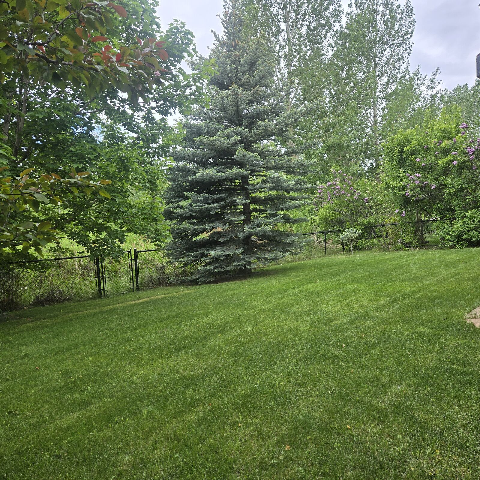 Calgary 1 bedroom Basement for rent. Property photo: 752981-1