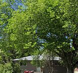 1 Bedroom Basement Suite for Rent – Highwood NW, Calgary